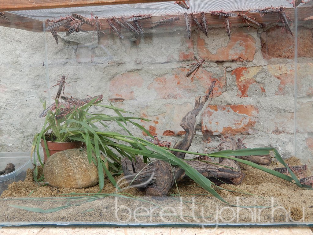 10 éves a Pethouse állatorvosi rendelő 03